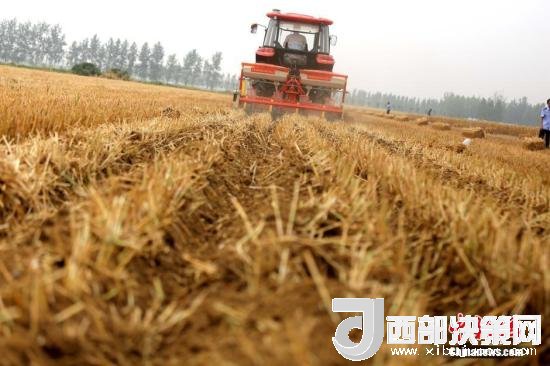 資料圖：收割機進行機械化收割。<a target='_blank'  data-cke-saved- >中新社</a>記者 王中舉 攝