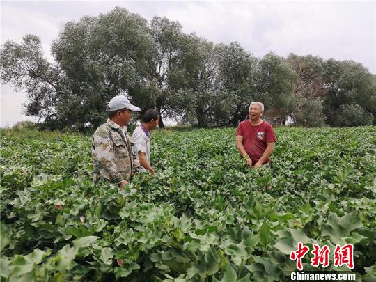 遠(yuǎn)改忠在棉花地里為連隊(duì)職工分享種植經(jīng)驗(yàn)?！“叉陆?攝