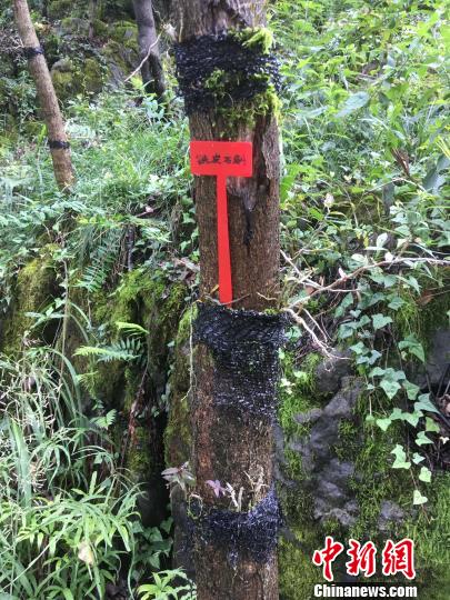 貴州同威生物科技有限公司鐵皮石斛種植?！≈軏?攝