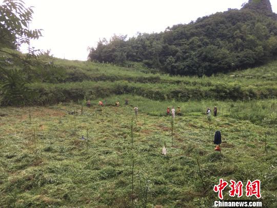 貴州同威生物科技有限公司天麻種植基地?！≈軏?攝