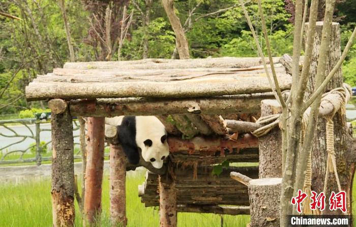 九寨溝熊貓園里的大熊貓?！【耪瘻峡h委宣傳部提供 攝