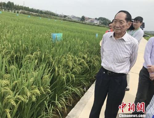 資料圖：袁隆平正在田間察看水稻生長情況。 唐小晴 攝
